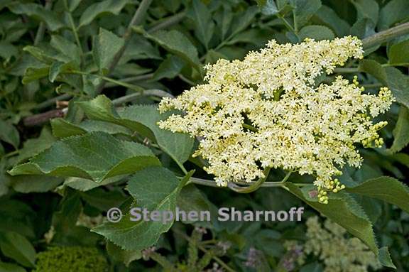 sambucus nigra ssp caerulea 4 graphic